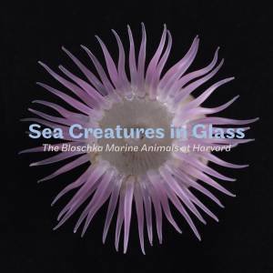 Sea Creatures In Glass: The Blaschka Marine Animals At Harvard by Elizabeth R. Brill & Florian Huber