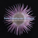 Sea Creatures In Glass The Blaschka Marine Animals At Harvard