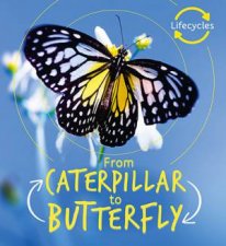 Caterpillar To Butterfly Lifecycles