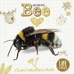 Life Cycles Honey Bee