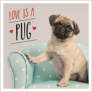 Love Is A Pug: A Pugtastic Celebration Of The World's Cutest Dogs by Charlie Ellis