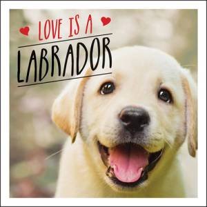 Love Is Labrador: A Lab-Tastic Celebration Of The World's Favourite Dog by Charlie Ellis