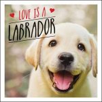 Love Is Labrador A LabTastic Celebration Of The Worlds Favourite Dog