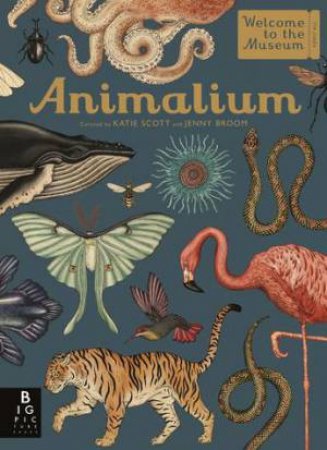 Animalium by Katie Scott & Jenny Broom