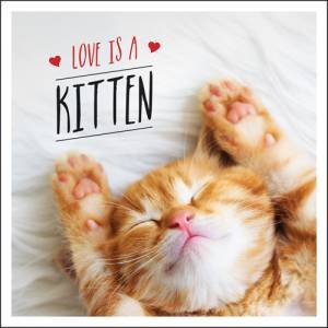 Love is a Kitten by Charlie Ellis
