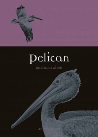 Pelican by Barbara Allen