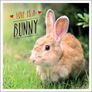 Love Is A Bunny by Charlie Ellis