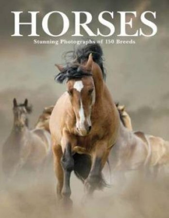 Horses by Paula Hammond