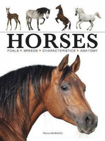 Horses by Various
