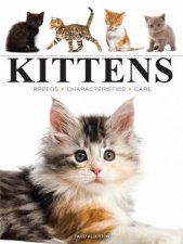 Mini Kittens