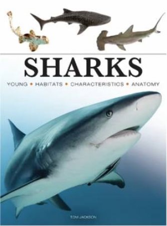 Mini Sharks by Various