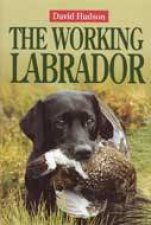 Working Labrador