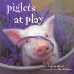 Piglets At Play Gift Book