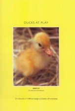 Ducks At Play