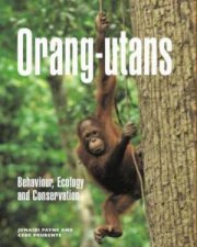 Orangutans