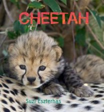 Eye on the Wild Cheetah