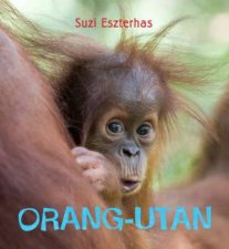Eye on the Wild Orangutan