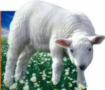 Farm Friends Lamb