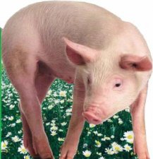 Farm Friends Piglet
