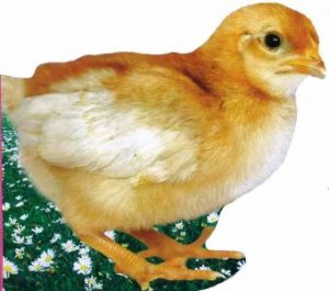 Farm Friends: Chick by Various