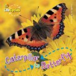 Lifecycles Caterpillar to Butterfly