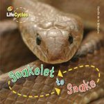 Life Cycles Snakelet to Snake