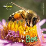 Life Cycles Egg to Bee