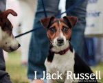 I Jack Russell