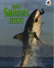Sharks How Sharks Hunt
