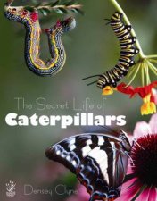 The Secret Life of Caterpillars