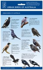 Urban Birds Of Australia ID Chart