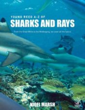Young Reed AZ Sharks And Rays