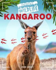 Australias Remarkable Wildlife Kangaroo