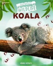 Australias Remarkable Wildlife Koala