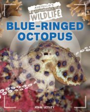 Australias Remarkable Wildlife BlueRinged Octopus