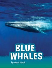 Animals Blue Whales