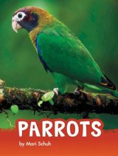 Animals Parrots