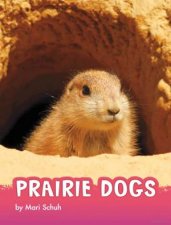 Animals Prairie Dogs