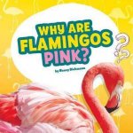 Questions and Answers About Animals Why Are Flamingos Pink