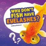 Questions and Answers About Animals Why Dont Fish Have Eyelashes