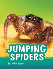 Animals Jumping Spiders