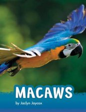 Animals Macaws