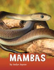Animals Mambas