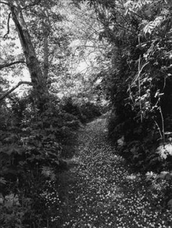 Robert Adams: An Old Forest Road by Thomas Zander & Henry David Thoreau