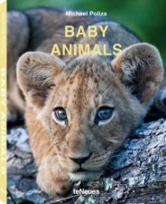 Baby Animals