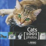 Cats 1001 Photos
