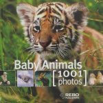Baby Animals 1001 Photos