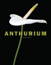 Anthurium